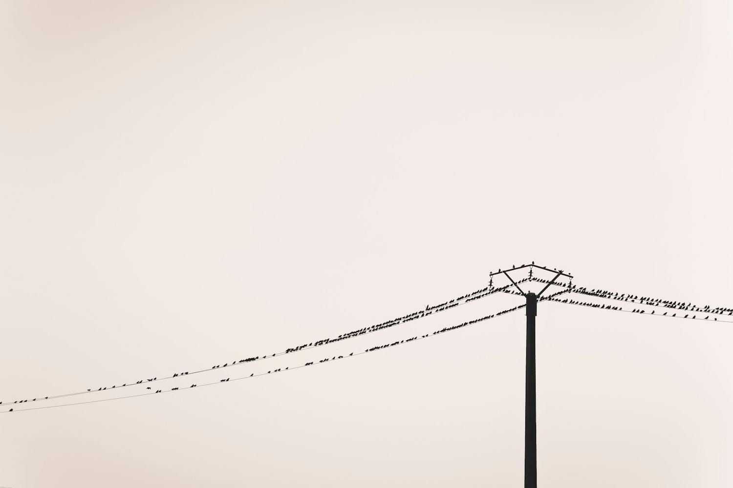 yksinkertainen kuva puhelinlangat lintuja